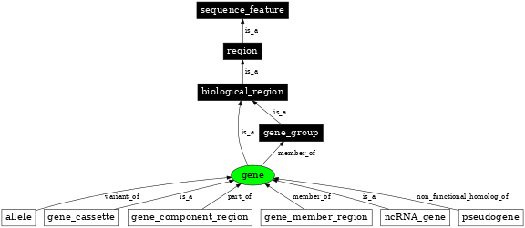 Graph image for SO:0000704