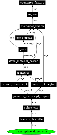 Graph image for SO:0000707