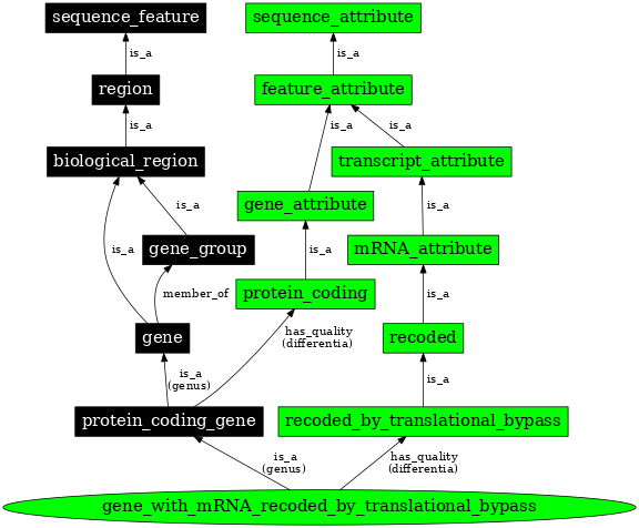 Graph image for SO:0000711