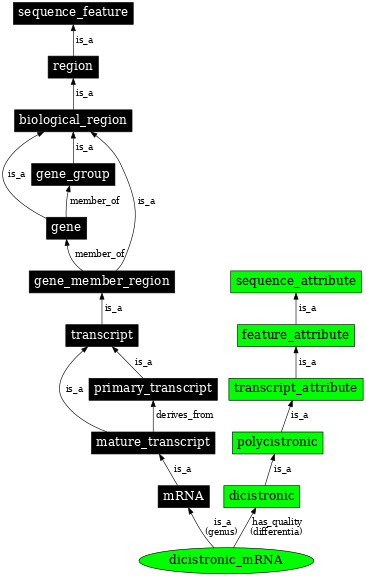 Graph image for SO:0000716