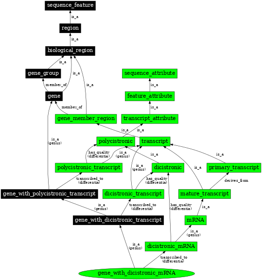 Graph image for SO:0000722