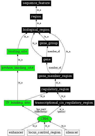 Graph image for SO:0000727