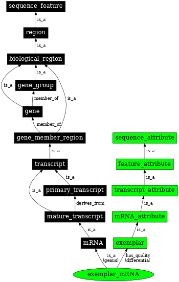 Graph image for SO:0000734