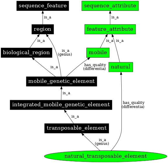 Graph image for SO:0000797