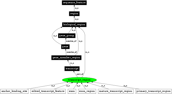 Graph image for SO:0000833