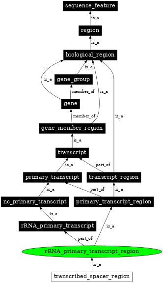 Graph image for SO:0000838