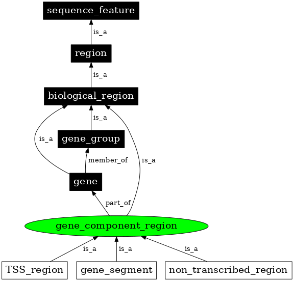 Graph image for SO:0000842