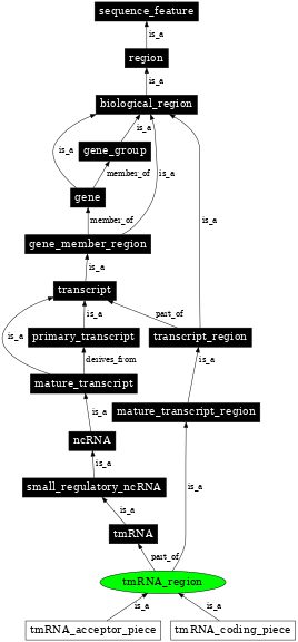 Graph image for SO:0000847