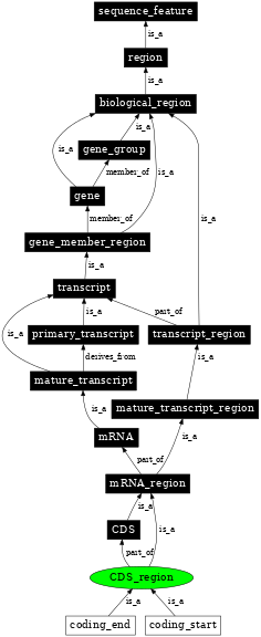 Graph image for SO:0000851