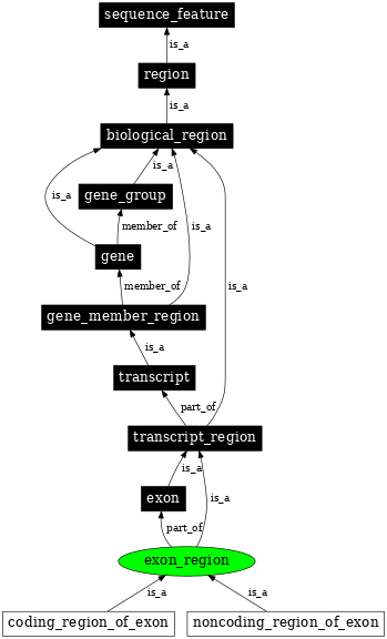 Graph image for SO:0000852