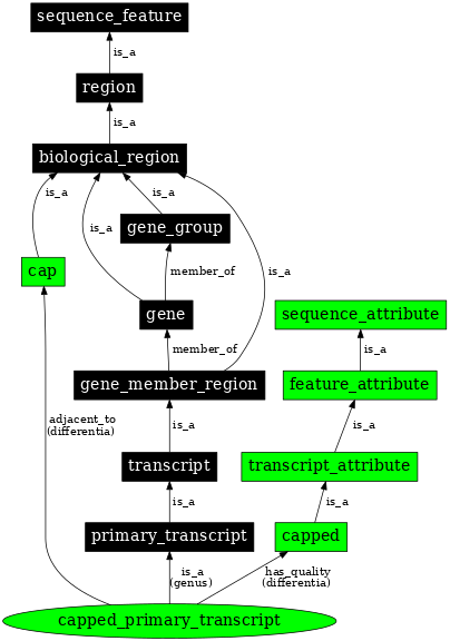 Graph image for SO:0000861