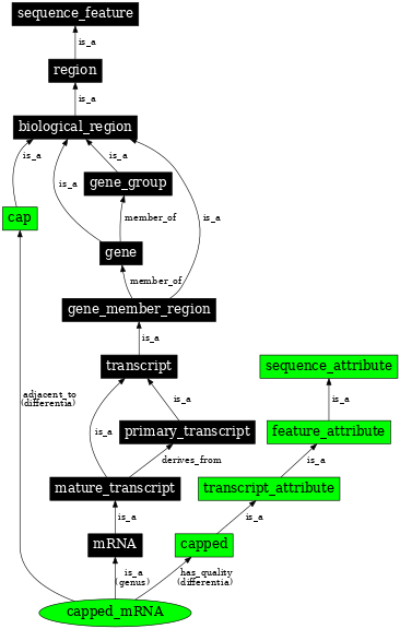 Graph image for SO:0000862