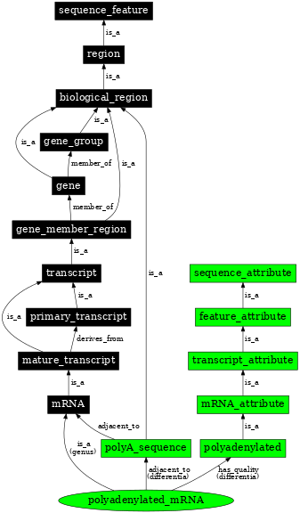 Graph image for SO:0000871