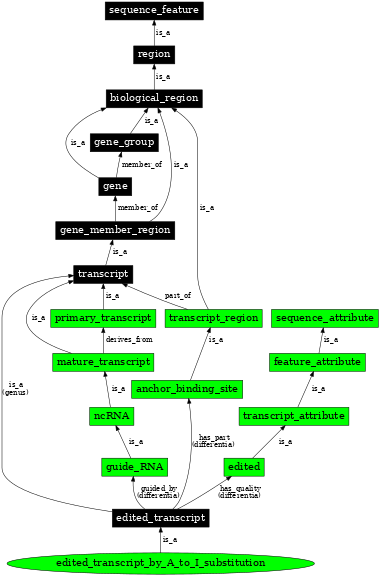 Graph image for SO:0000874