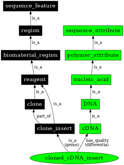 Graph image for SO:0000913