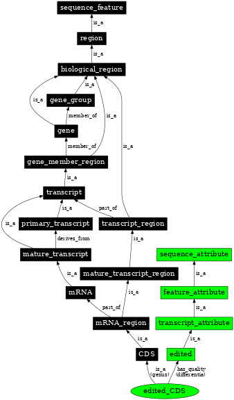 Graph image for SO:0000935