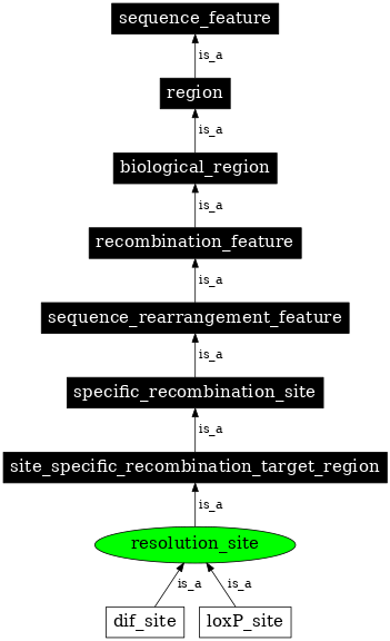 Graph image for SO:0000947