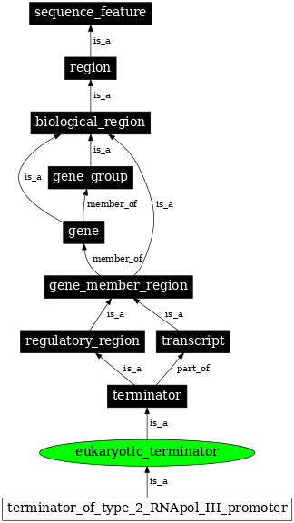 Graph image for SO:0000951