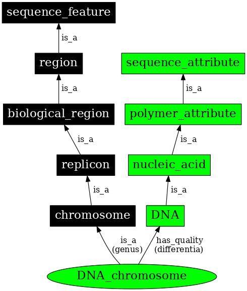 Graph image for SO:0000954