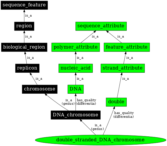 Graph image for SO:0000955