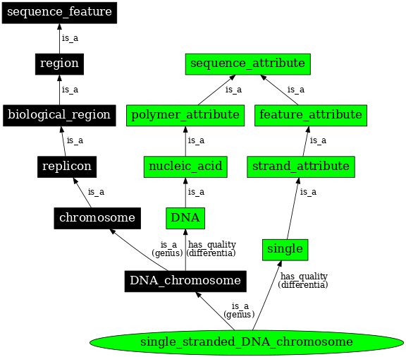 Graph image for SO:0000956