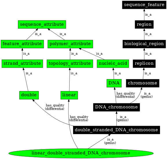 Graph image for SO:0000957