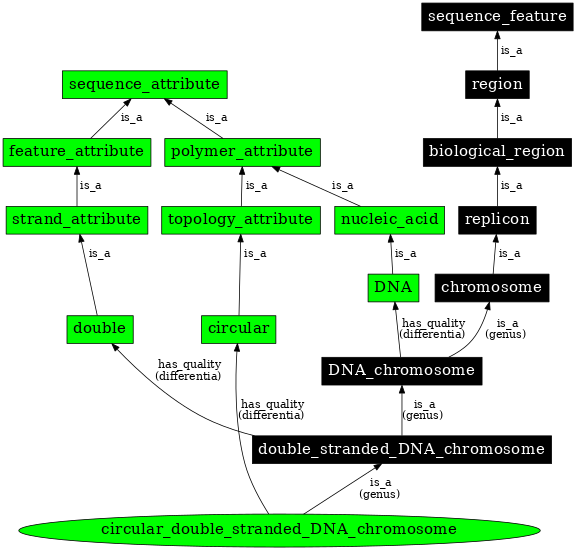 Graph image for SO:0000958