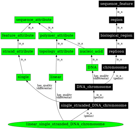 Graph image for SO:0000959