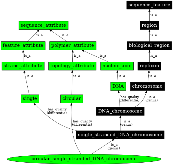 Graph image for SO:0000960