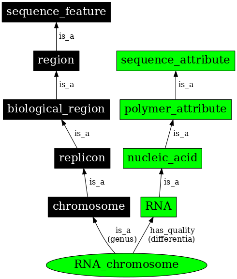 Graph image for SO:0000961