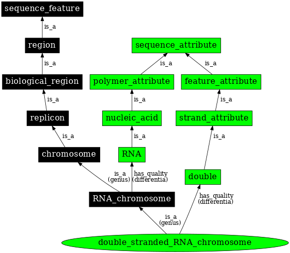 Graph image for SO:0000965