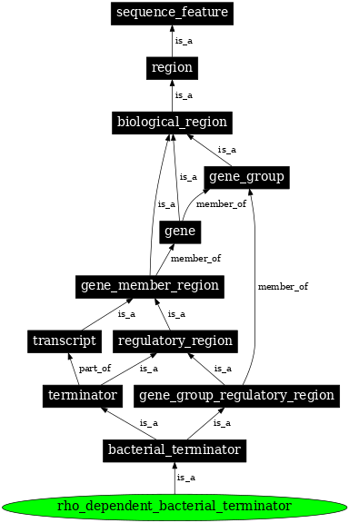 Graph image for SO:0000981