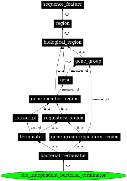 Graph image for SO:0000982