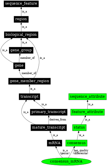 Graph image for SO:0000995