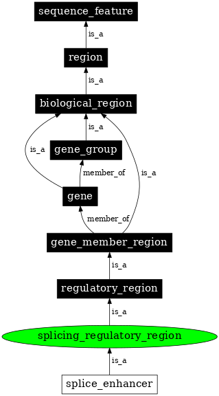 Graph image for SO:0001056