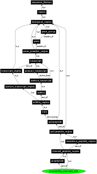 Graph image for SO:0001061