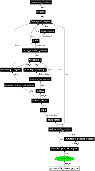 Graph image for SO:0001062