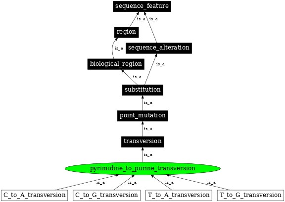 Graph image for SO:1000018