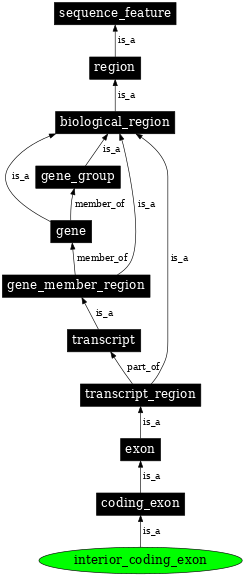 Graph image for SO:0000004