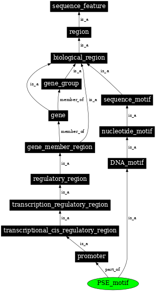 Graph image for SO:0000017