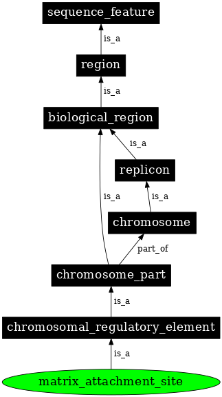 Graph image for SO:0000036