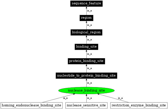 Graph image for SO:0000059