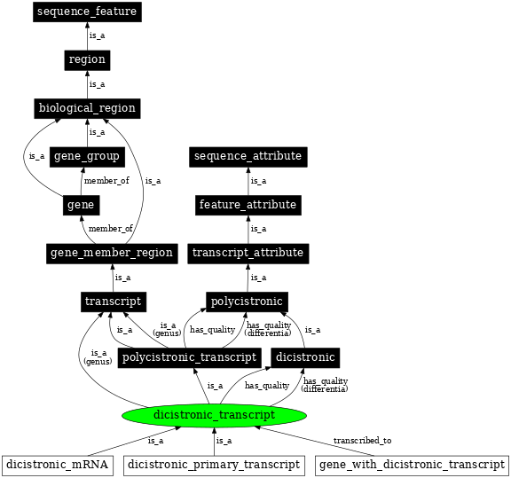 Graph image for SO:0000079