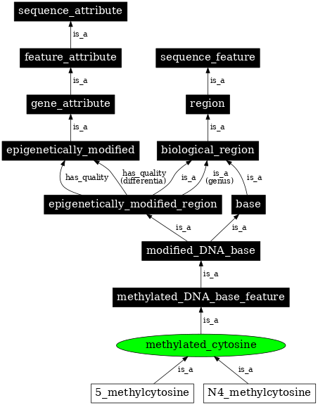 Graph image for SO:0000114