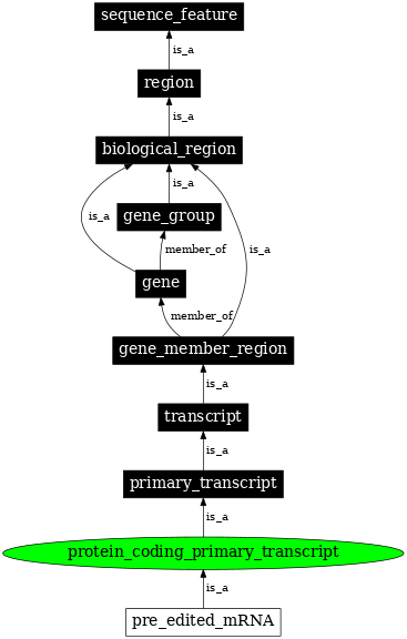 Graph image for SO:0000120