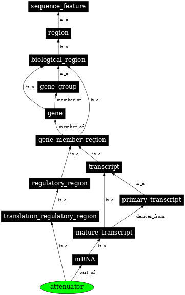 Graph image for SO:0000140