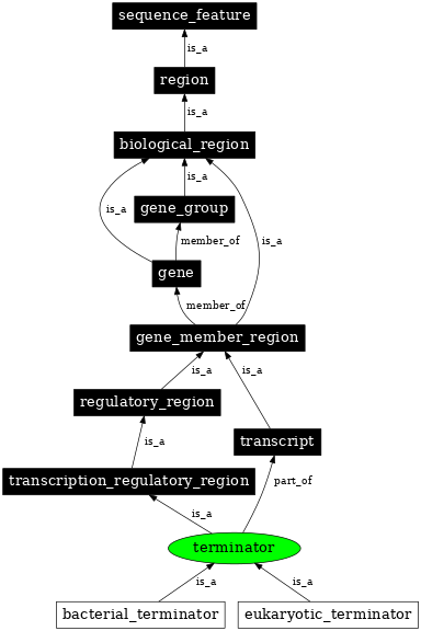 Graph image for SO:0000141