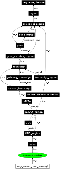 Graph image for SO:0000145