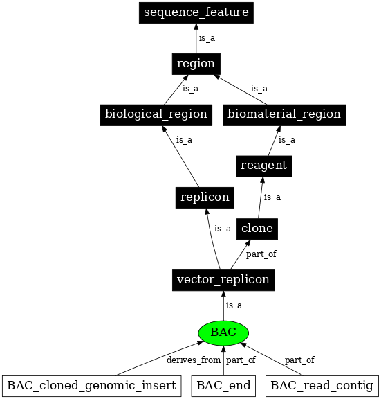 Graph image for SO:0000153