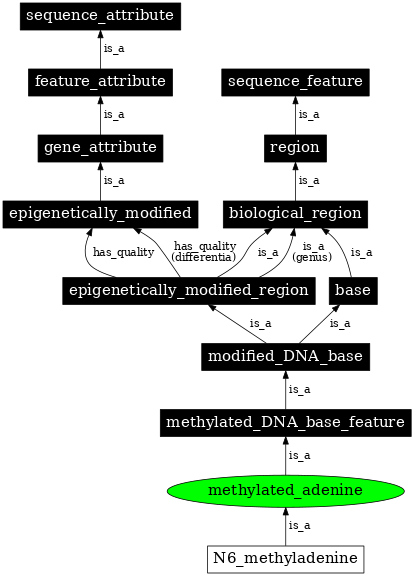 Graph image for SO:0000161